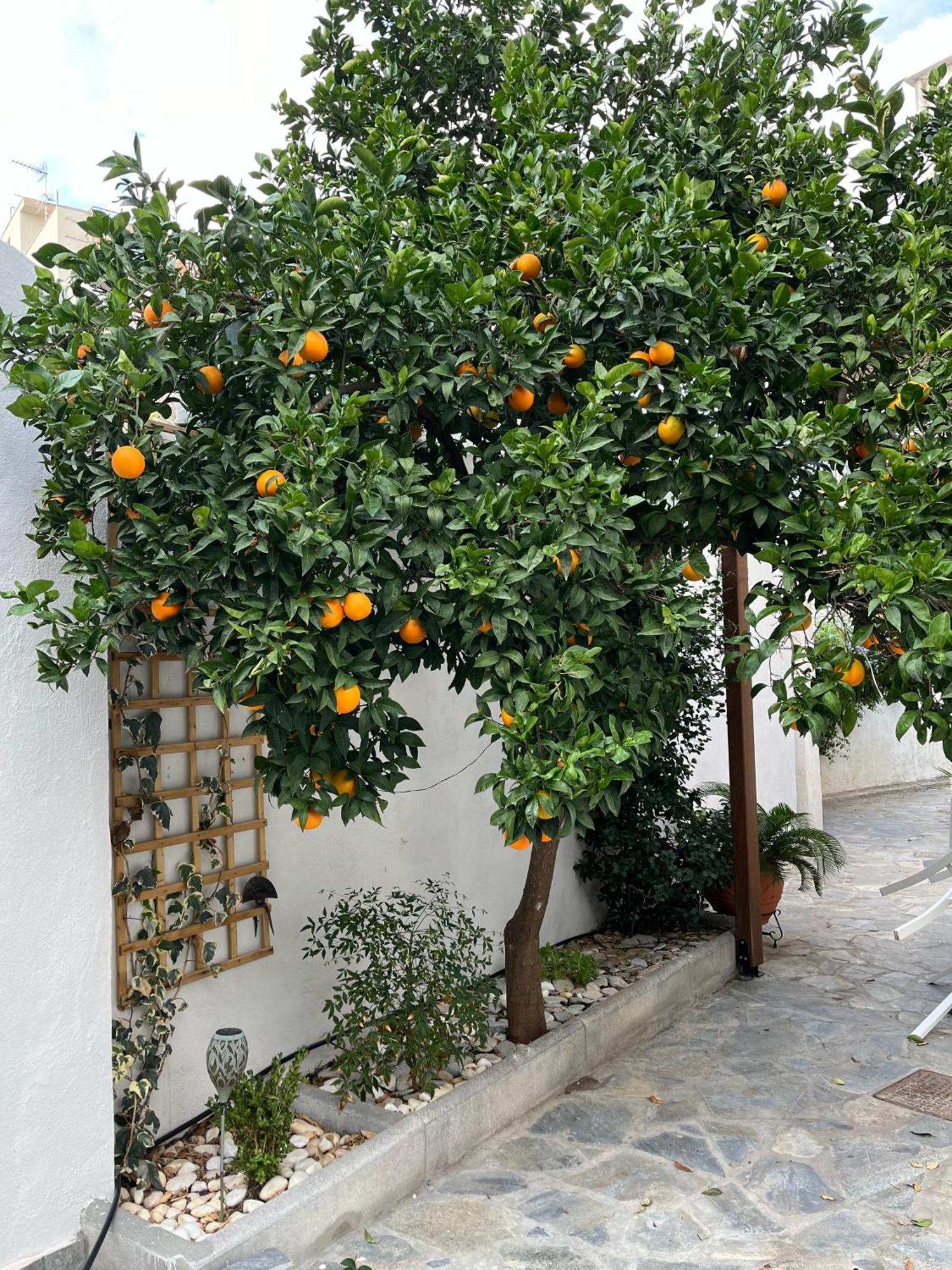 Maria'S Jasmine Apartment Volos Bagian luar foto